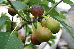 Figues comestibles (Ficus carica)